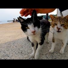 防波堤で日陰で休む猫達がモフられにきた