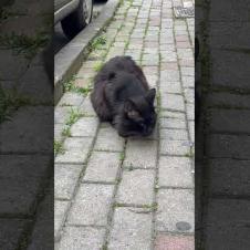 We meet the fluffy black homeless street cat #shorts #catshorts #cat #kitten #cats #catlover #cute