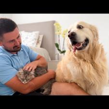 Golden Retriever Found his Human Dad Petting a Pregnant Cat