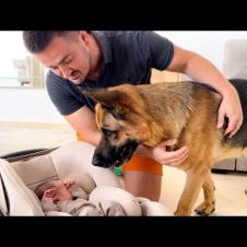 German Shepherd Meets Newborn Baby for the First Time!