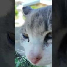 猫島のお寺で出会った猫がかわいすぎる