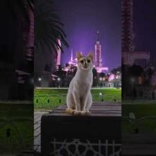 ブルーモスクと猫