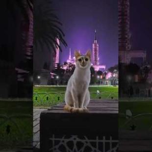 ブルーモスクと猫