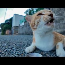 道端に落ちてる猫たちにちゅーるあげたら可愛すぎて通行人も笑顔に💖🐾