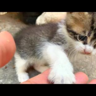 🐱💞 The Little Cat Who Won't Leave Me Behind! He Won't Let Me Go Home – Adorable Moments