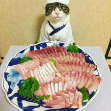 고양이에게 생선을 맡긴다면