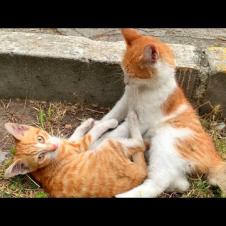 Karate kittens play very cute fighting game