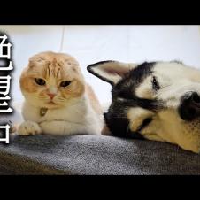 うっかりご飯を切らしてしまい絶望する犬と猫がこちらです...