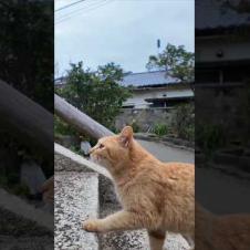 猫島の港近くの神社に行くと喜んで階段を駆け上がる猫たちがいて愉しい #ImpressedCatVideo #catisland #猫