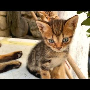 😻🎀 Little Paws in Action! Kittens Chasing Tails