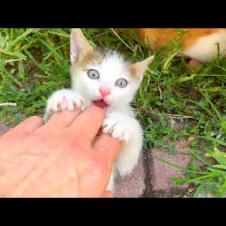 Europe's cutest homeless kitten plays a very funny game