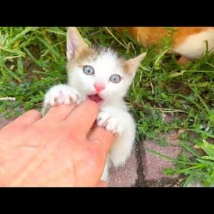 Europe's cutest homeless kitten plays a very funny game