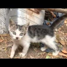 Homeless, cute kittens in the forest are playing a climbing game
