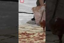 [독일 Bild紙] Weltrekord: Die größte Pizza der Welt #shorts
