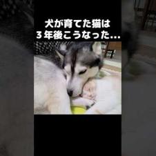 犬が育てた猫は3年後こうなった...#shorts