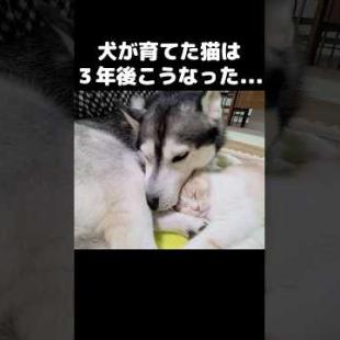 犬が育てた猫は3年後こうなった...#shorts
