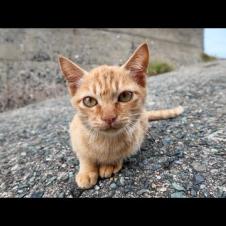 海辺をウロウロする子猫たちがカワイイ