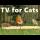 Cat TV Caturday   ~ Birds for Cats to Watch with A Cheeky Mouse Surprise