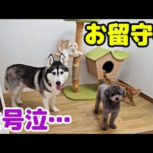 初めて子猫とハスキー犬達のお留守番を隠し撮りしてみたら胸が締め付けられました...