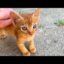 Kittens Await Help! Our Hearts Couldn't Resist! 🥺🐱