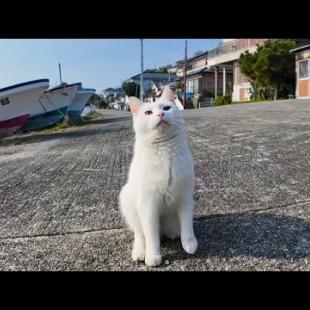 猫島の漁港で出会った白猫ちゃんがかわい過ぎる