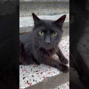 The affectionate attitude of the jet-black street cat #shorts #catshorts #cats #cat #kitten