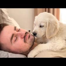 Cute Golden Retriever Puppy Shows Love For Dad