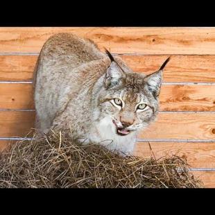 СПАСЁННАЯ РЫСЬ НАЧАЛА ПРОСИТЬ САМЦА / Самые милые котята открывают глаза