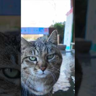 足湯猫  #ImpressedCatVideo #catisland #猫