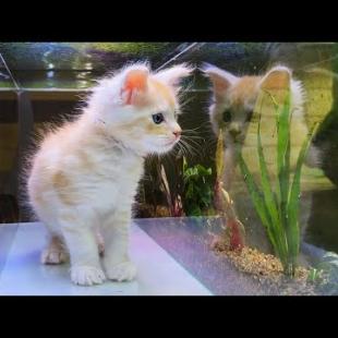 ПРОВОДИМ ХИМИЧЕСКИЕ ТЕСТЫ АКВАРИУМА / Чистка аквариума