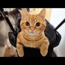 大雨でもお散歩に行きたい子猫がこうなっちゃいました...