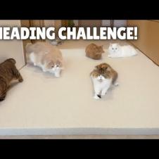 Kneading Challenge! Cats on a Memory Foam Mat! | Kittisaurus