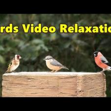 Birds Video Spectacular ~ Relaxing Bird Sounds and Videos from Paul Dinning ⭐ 8 HOURS ⭐