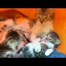 Hungry little kittens talking to mother cat, very cute
