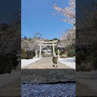 #ImpressedCatVideo #catisland #Cat