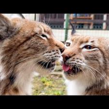 ОПРЕДЕЛЯЕМ БЕРЕМЕННОСТЬ РЫСЕЙ / Выпускаем бобра на улицу