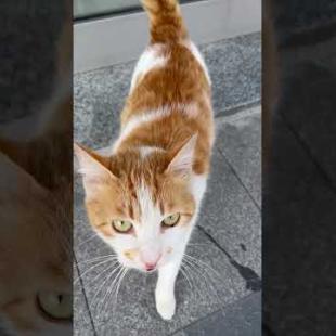 Curious orange cat stands up when you say "kitty kitty" #shorts #catshorts #cat #cats #kitten #cute