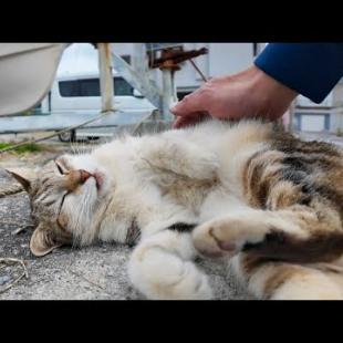 港街で出会った猫ちゃん、背中を撫でるとコテンと転がってカワイイ