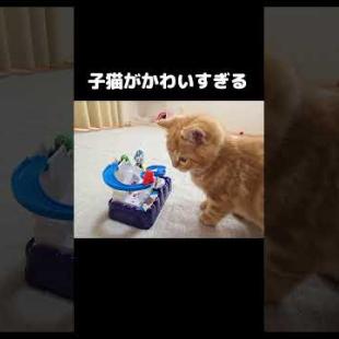 生まれて初めておもちゃを見た子猫がまるで人間の子ども...笑Kitten saw a toy for the first time… and acted like a human baby 😹🧸