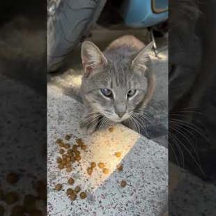 Street cat with eyes of different colors, very concentrated on food #catshorts #shorts #cats #cat
