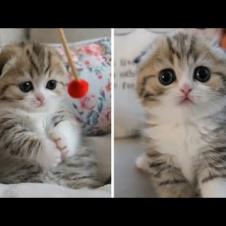This Cuddly Munchkin Kitten Will Make Your Day Awesome