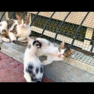 Kittens living on the street with their mother are waiting for me for food