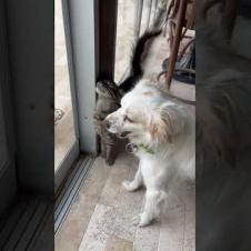 Cute cat and dog who are friendly with each other #catshorts #shorts #cats #cat #dog #kitten #cute