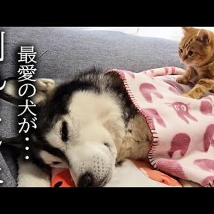 子育てで倒れてしまったハスキー犬を看病してくれる子猫が優しすぎた...