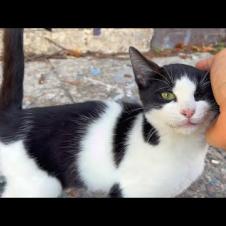 Street kitten wants affection and attention more than food