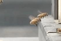 꿀벌 충돌