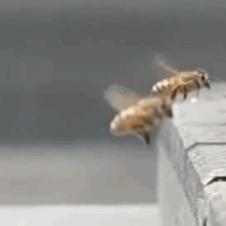꿀벌 충돌