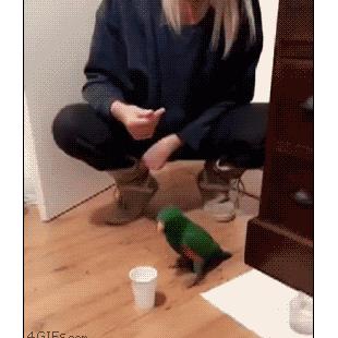 A parrot has mastered cup flipping.