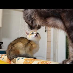 ГИБРИДНЫЙ КОТЕНОК ПРИНЯЛ АЛИСУ ЗА СВОЮ МАМУ / Мейн-куны знакомятся с гибридами