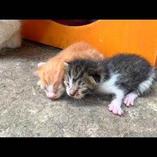 Meow Meow We're Hungry! These Kittens Will Make You Fall in Love With Them 🐱💘